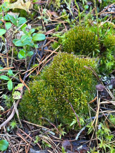 Tetraplodon angustatus observed 2026-09-09