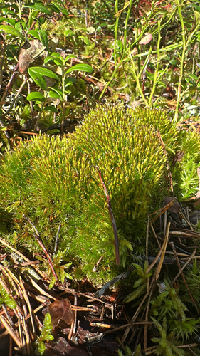Tetraplodon angustatus observed 2026-09-09