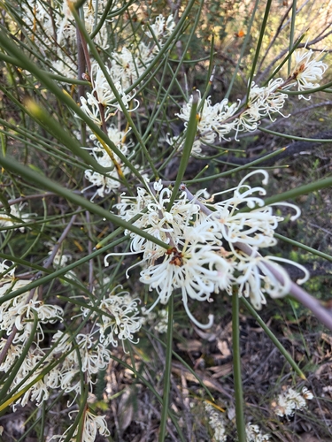 Hakea rostrata, photograph 5