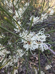 Hakea rostrata, photograph (c) herbie-hancock, some rights reserved (CC BY)