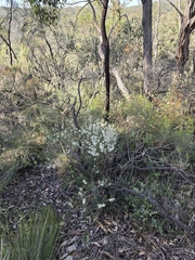 Hakea rostrata, photograph (c) herbie-hancock, some rights reserved (CC BY)