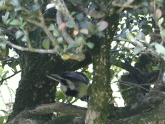 Parus major