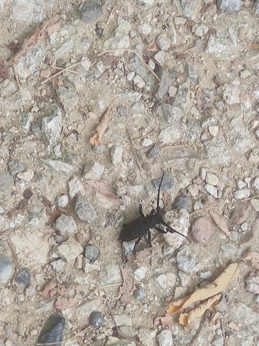 Morimus asper