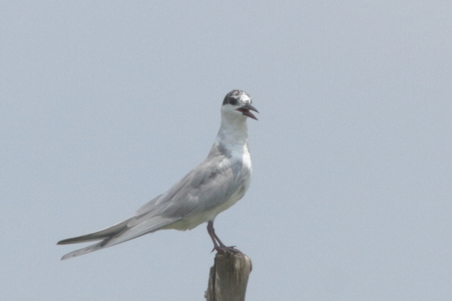 iNaturalist image
