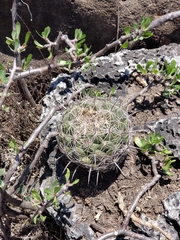 Coryphantha cornifera