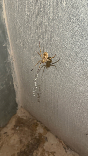 Lobed Argiope