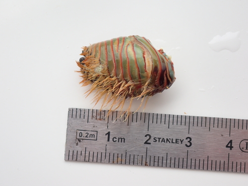 Aniculus aniculus observed 2026-09-02