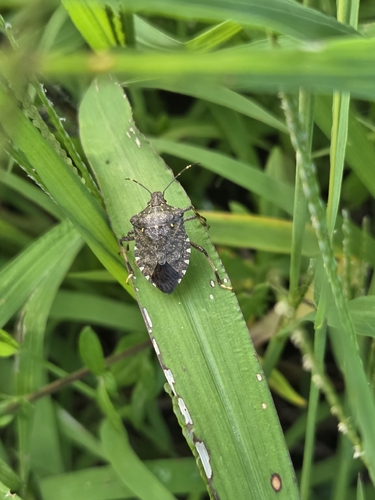 Brown Marmorated Stink Bug
