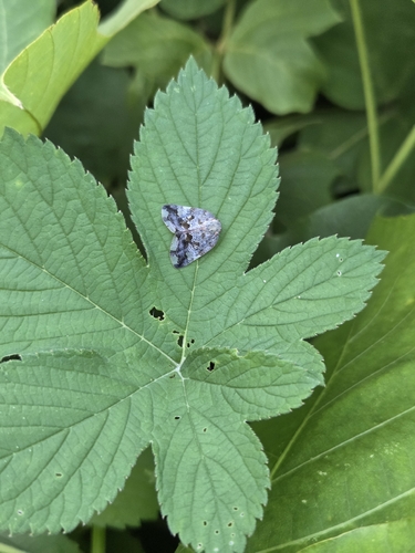 Black planthopper
