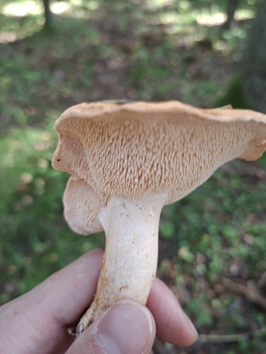 Wood Hedgehog