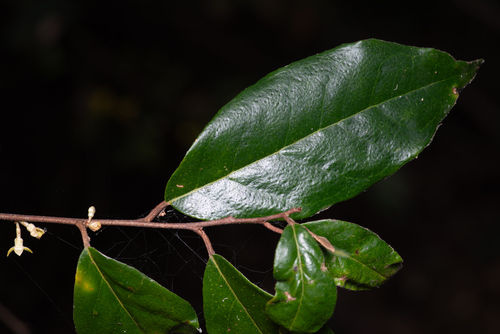 Elaeagnus triflora, photograph 2