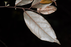 Elaeagnus triflora, photograph (c) Bruce Cathie, some rights reserved (CC BY)