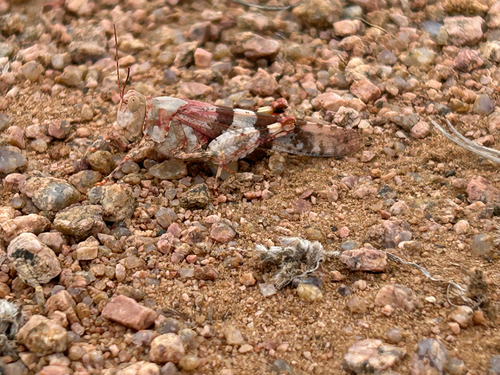 Strenuous Grasshopper