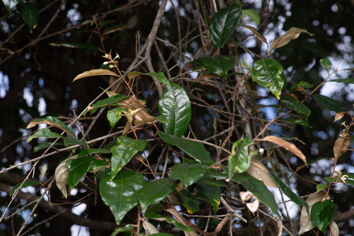 Elaeagnus triflora, photograph 5