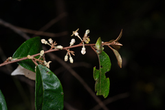 Elaeagnus triflora, photograph (c) Bruce Cathie, some rights reserved (CC BY)