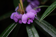 Hovea acutifolia