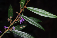 Hovea acutifolia, photograph (c) Bruce Cathie, some rights reserved (CC BY)