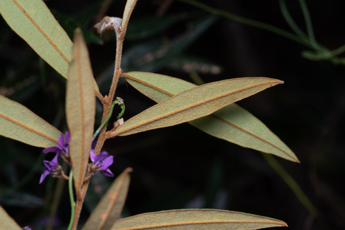 Hovea acutifolia, photograph 2
