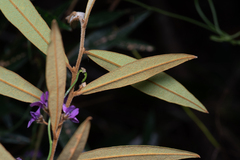 Hovea acutifolia, photograph (c) Bruce Cathie, some rights reserved (CC BY)