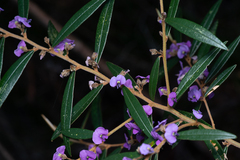 Hovea acutifolia, photograph (c) Bruce Cathie, some rights reserved (CC BY)