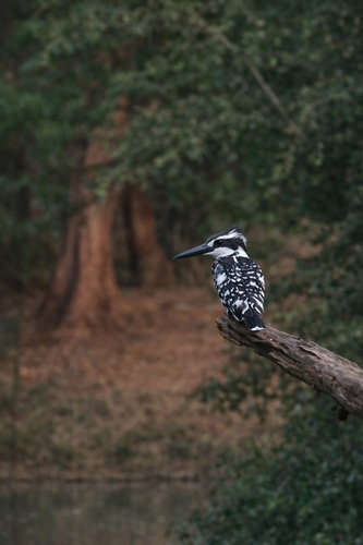 iNaturalist image