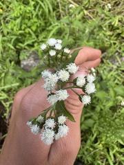 Ageratum conyzoides, photograph (c) Brynn Fricke, some rights reserved (CC BY)
