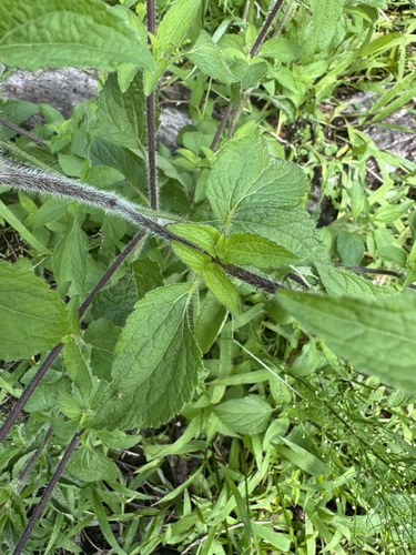 Ageratum conyzoides, photograph 4