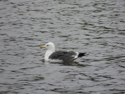 iNaturalist: (c) natros01, some rights reserved (CC BY-NC) iNaturalist image