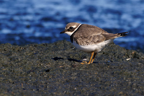 iNaturalist image