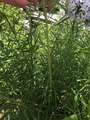 Amsonia ciliata