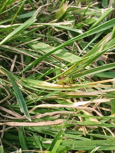 Large Marsh Grasshopper