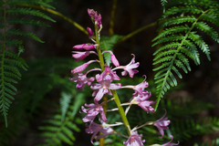 Dipodium roseum