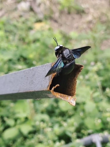 Slender-scaped Carpenter Bee