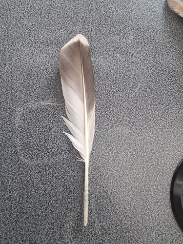 Plume de Œdicnème criard