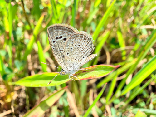Dark Grass Blue