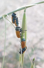 Labidostomis
