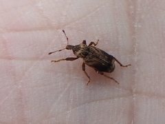 Listroderes apicalis