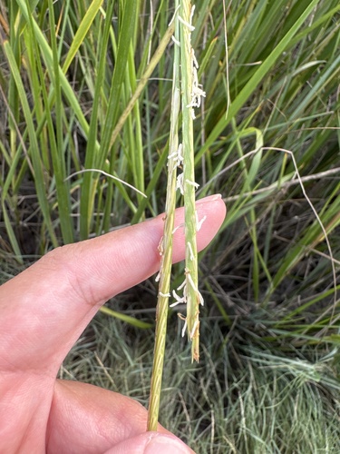 Sporobolus alterniflorus, photograph 3
