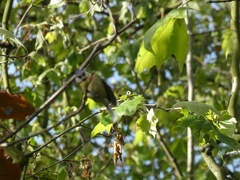 Cyanistes caeruleus
