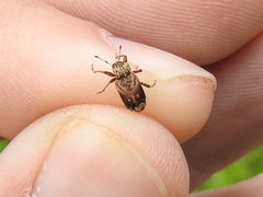 Listroderes apicalis