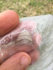 Petrophora subaequaria