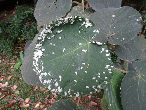 Giant Stinging Tree