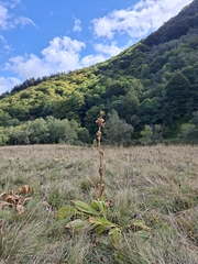 (c) Salza Palpurina, some rights reserved (CC BY) Gentiana lutea, photograph (c) Salza Palpurina, some rights reserved (CC BY)