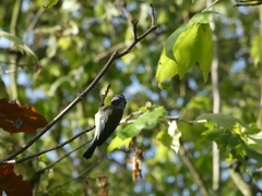 Cyanistes caeruleus