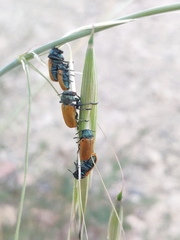 Labidostomis