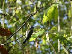Cyanistes caeruleus