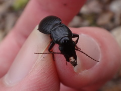 Pterostichus rostratus