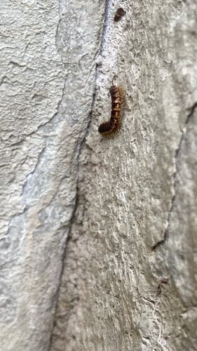 Greenhouse Millipede