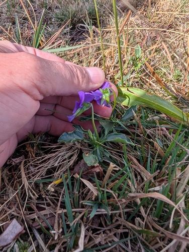 Viola lutea, photograph 4