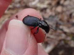Pterostichus rostratus